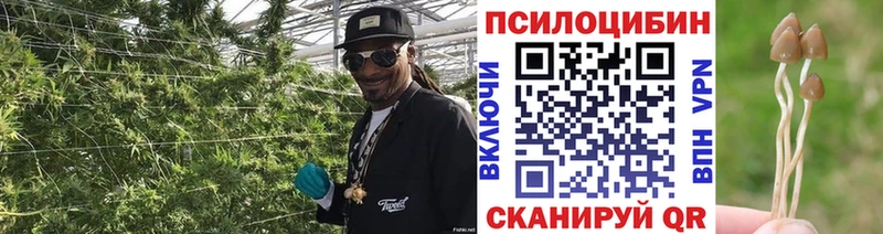 Купить  Братск  Псилоцибиновые грибы Magic Shrooms 